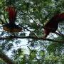 Costa Rica - ara