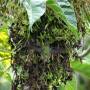 Costa Rica - colibri