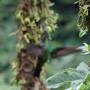 Costa Rica - colibri