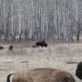 Canada - Tout petit bébé Bisons