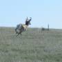 Canada - pronghorn