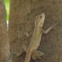 Birmanie - 