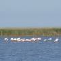 France - les inevitables flamants roses de Camargue