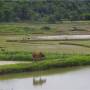 Laos - Rizieres