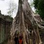 Cambodge - Ta Prohm - Tomb Raider Temple