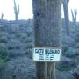 Bolivie - Un cactus de 1200 ans!