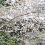 Japon - 