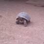 Équateur - GALAPAGOS - ISABELA - tortue géante