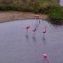 Équateur - GALAPAGOS - ISABELA - flamant rose