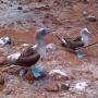 Équateur - GALAPAGOS - SEYMOUR NORTE - fous aux pieds bleus