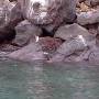 Équateur - GALAPAGOS - FLOREANA - pingoin