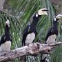 Malaisie - toucan