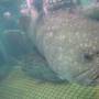 Chine - peche au gros