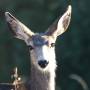 Canada - Mule Deer - Manning Provincial Park