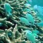 Australie - 