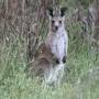 Australie - 