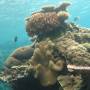Australie - 