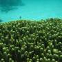 Australie - 