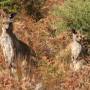 Australie - 