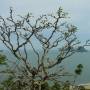 Thaïlande - Prachuap