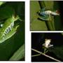 Costa Rica - 