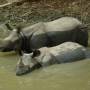 Népal - maman et baby rhinos