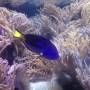 Nouvelle-Zélande - Aquarium