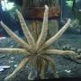 Nouvelle-Zélande - Aquarium