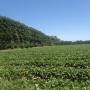 Nouvelle-Zélande - Strawberry picking