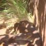 Australie - 