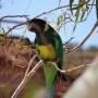 Australie - 