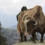 Bhoutan - 