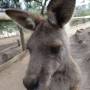 Australie - 