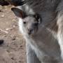 Australie - 