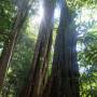 Costa Rica - Seigneur les arbres