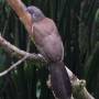 Costa Rica - Voisin