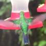 Costa Rica - Colibri