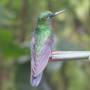 Costa Rica - Colibri