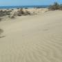 Les Canaries - 