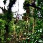 Costa Rica - Cloud Forest