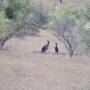 Australie - 