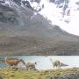 Bolivie - 