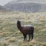 Bolivie - 