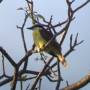 Costa Rica - great kiskadee