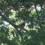 Costa Rica - Toucan