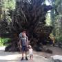USA - Mariposa Grove