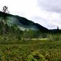 Canada - Sundew bog