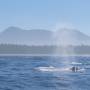 Canada - grey whale