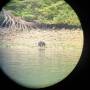 Canada - bear in tofino bay