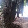 Thaïlande - 